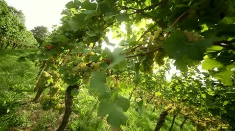 Grapes Stock Footage 12128884