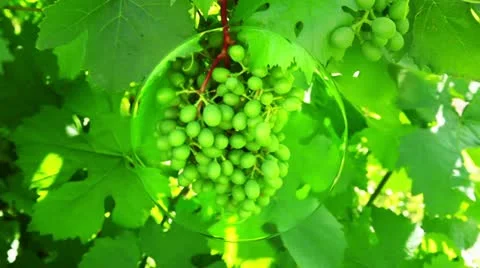 Grapes Stock-Footage 12189280