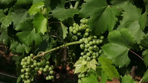 Grapes Vídeos de archivo 22099169
