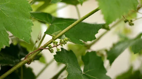 Grapes Video stock 23616275