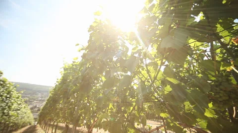 Grapes Stock Footage 29209342
