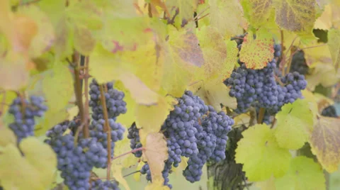 Grapes Stock Footage 36051940
