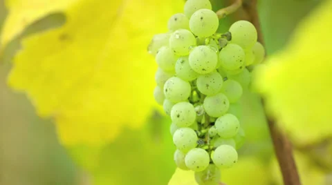 Grapes Stock Footage 36052157