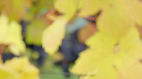 Grapes Stock Footage 36052742