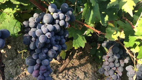 Grapes Stock Footage 70973113