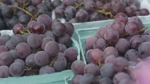 Grapes Stock Footage 77396959