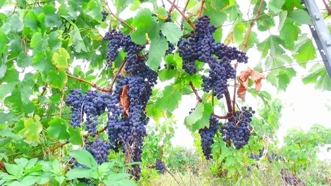 Grapes Stock Footage 79973540