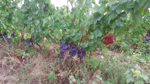 Grapes Stock Footage 79973564