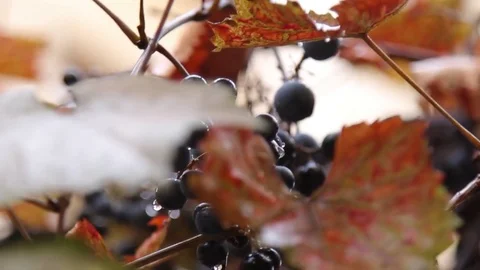 Grapes Video stock 81618825