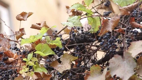 Grapes Stock Footage 81618828
