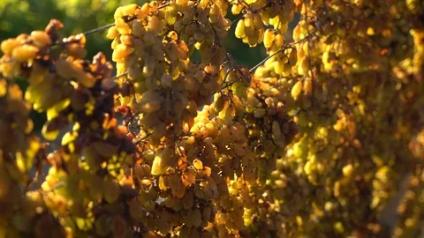 Grapes Stock Footage 104883486