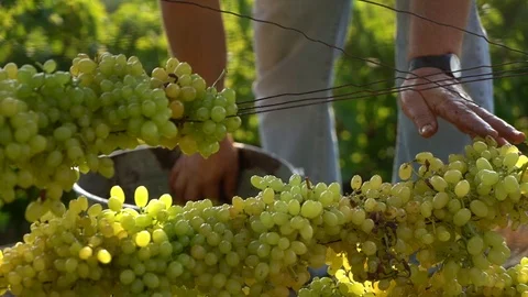 Grapes Stock Footage 104884351