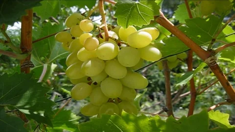 Grapes Stock Footage 113062739