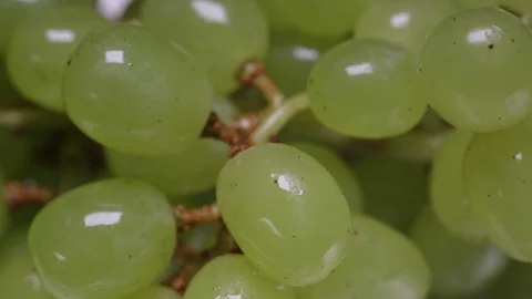 Grapes. Stock Footage 122906439