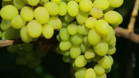 Grapes Stock Footage 139112789