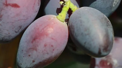 Grapes Stock Footage 139112794