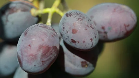 Grapes Vidéo 139112838