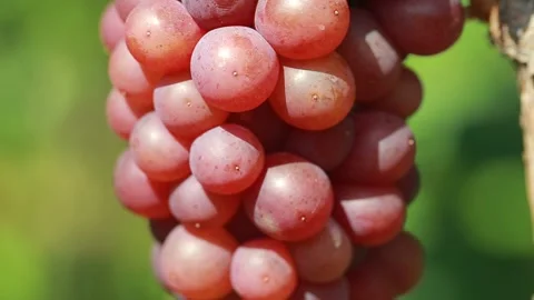 Grapes Stock Footage 139112896