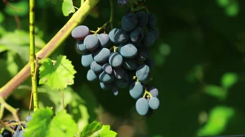 Grapes Stock Footage 139113178