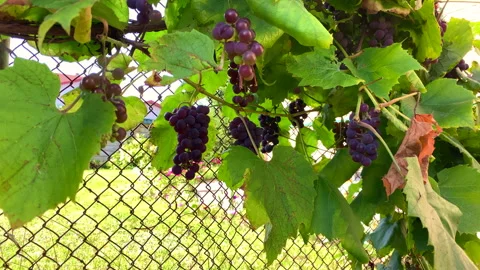 Grapes, Stock Footage 139960721