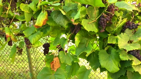 Grapes Stock Footage 139961779