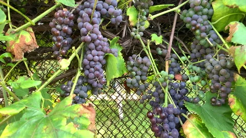 Grapes Stock Footage 140445726