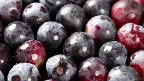 Grapes Stock Footage 203923336
