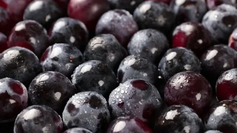 Grapes Video stock 203923344