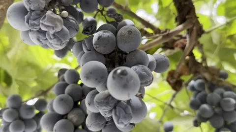 A grapes Video stock 218102496