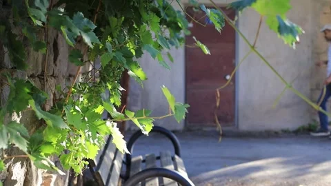 Grapes Stock Footage 247648060