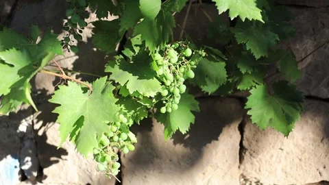 Grapes Stock Footage 247648063