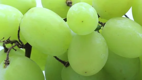 Grapes Stock Footage 289029663