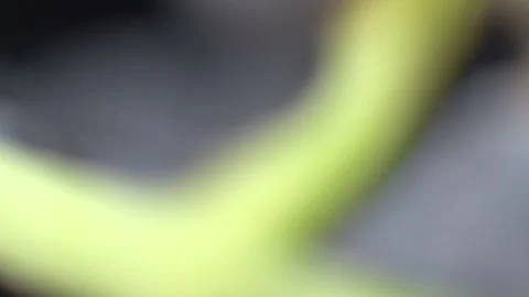 Grapes Stock Footage 336010102