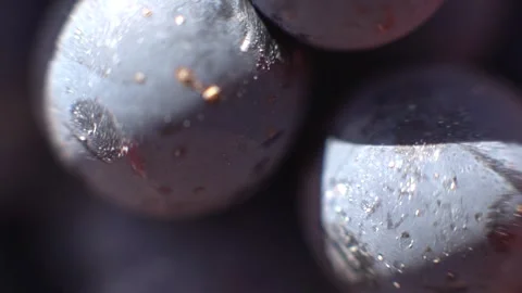 Grapes Stock Footage 336010168