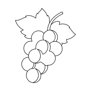 Grapes Fruit Bunch Outline Vector Illustration Fresh Vineyard Coloring Page.. Stock Illustration
