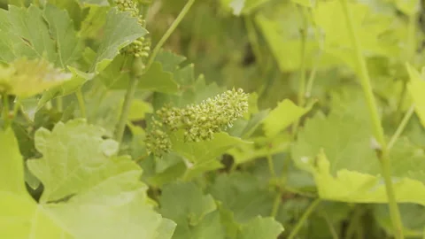 Grapes fruit by early stages of development 4K video Video stock 157837674