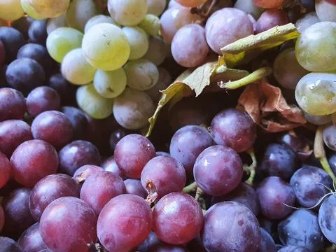 Grapes fruit Stock Photos