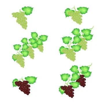 Grapes fruit vector design Stock Illustration