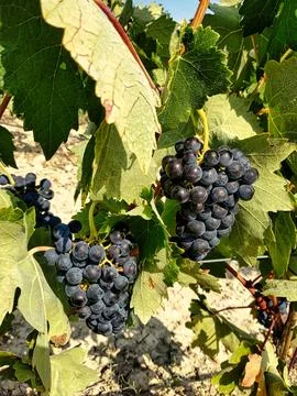 Grapes fruits of the vine of Rioja Alavesa Spain Stock Photos