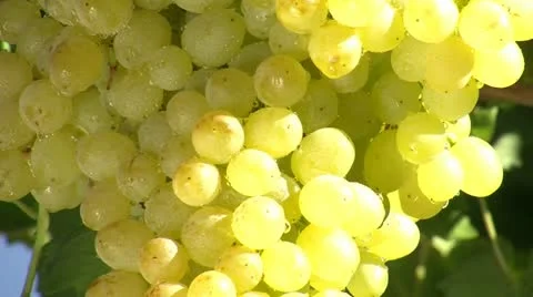 Grapes Garden 7 스톡 동영상 12280397