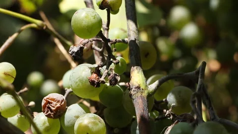 Grapes in the garden Stock Footage 106753966