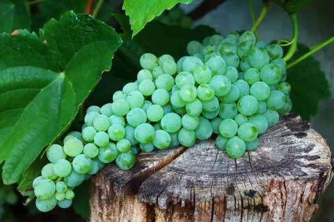 Grapes in the garden Stock Photos
