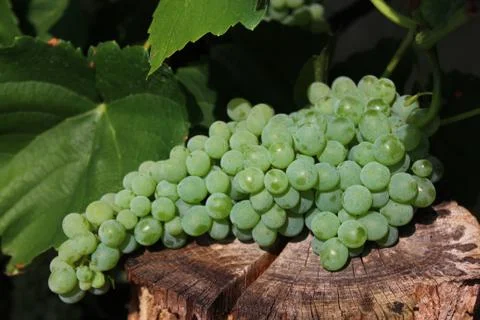 Grapes in the garden Stock Photos
