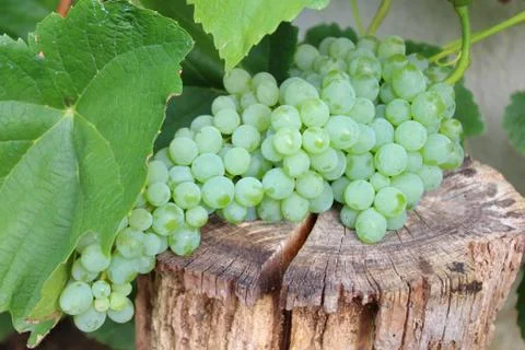 Grapes in the garden Stock Photos