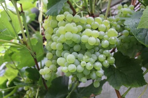 Grapes in the garden Stock Photos