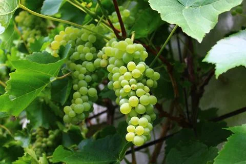 Grapes in the garden Stock Photos