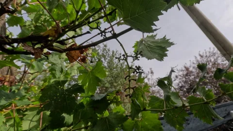 Grapes Gone     P 5 2025 Stock Footage 304407237