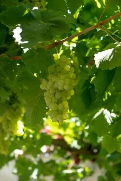 Grapes, grape bunch on the grapevine tree with green leaves Stock Photos