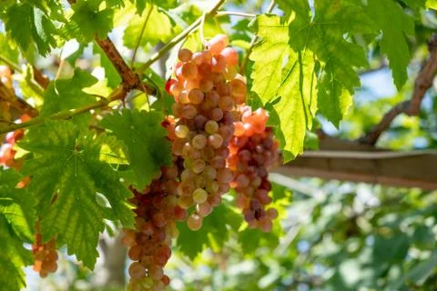 Grapes, grape bunch on the grapevine tree with green leaves 写真素材