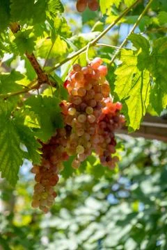 Grapes, grape bunch on the grapevine tree with green leaves Stock Photos